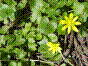 Renoncule ficaire - ficaria verna