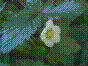 Fraisier des bois - fragaria vesca