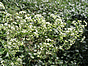 Gaillet mou - galium mollugo