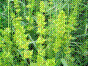 Caille-lait - cruciata laevipes