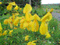 Genêt à balais - cytisus scoparius