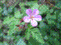 Bec de grue - geranium robertianum