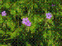 Géranium des bois - geranium sylvaticum