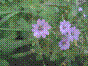 Géranium des Pyrénées - geranium pyrenaicum