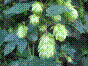 Houblon lupulin - humulus lupulus