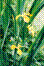 Iris faux Acore - iris pseudacorus