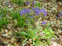 Jacinthe des bois - Endymion nutans