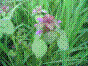 Lamier pourpre - lamium purpureum