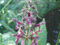 Epiaire des forêts - stachys sylvatica