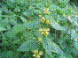 Ortie jaune - lamier galéobdolon - lamium galeobdolon