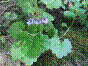 Lierre terrestre - glechoma hederaceae