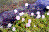 Linaigrette de Scheuchzer