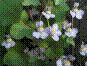 Linaire cymbalaire - cymbalaria muralis