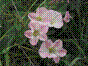 Petit Liseron - convolvulus arvensis