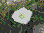 Liseron des haies - calystegia sepium