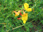 Pied de poule - lotus corniculatus