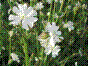 Compagnon blanc - silene alba