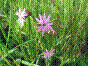 Lychnis fleur de coucou - lychnis flos-cuculi