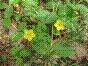 Lysimaque - lysimachia nemorum