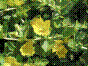 Lysimaque nummulaire - lysimachia nummularia