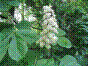 Marronnier d'Inde - aesculus hippocastanum