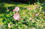 Mauve alcée - malva alcea