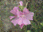 Mauve musquée - malva moschata