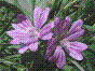 Mauve sauvage - malva sylvestris