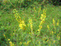 Mélilot des champs - melilotus officinalis