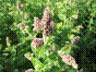 Menthe à longues feuilles - mentha longifolia