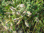 Menthe sauvage - mentha suaveolens