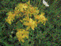 Herbe à mille trous - hypericum perforatum