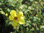 Molène noire - verbascum nigrum