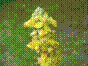 Molène lychnite - verbascum lychnitis