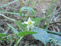 Tue-chien - solanum physalifolium