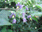 Vigne de Judée - solanum dulcamara