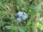 Myosotis des marais - myosotis palustris - myosotis scorpioides