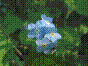 Myosotis des bois - myosotis sylvatica