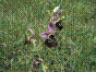 Ophrys frelon - ophrys fuciflora
