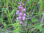Orchis moucheron - gymnadenia conopsea