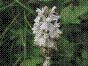 Orchis maculé - dactylorhiza maculata