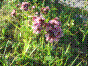 Marjolaine sauvage - origanum vulgare