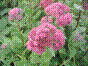 Herbe à la coupure - sedum telephium