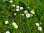 Petite Marguerite - bellis perennis