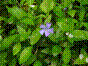 Violette des serpents - Violette des sorciers - vinca minor