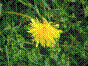 Dent de lion - taraxacum officinale