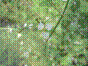 Plantain d'eau - alisma plantago-aquatica