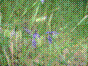 Polygala des sols calcaires - polygala calcarea