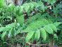 Sceau de Salomon multiflore - polygonatum multiflorum