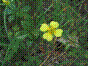 Potentille dressée - potentilla erecta